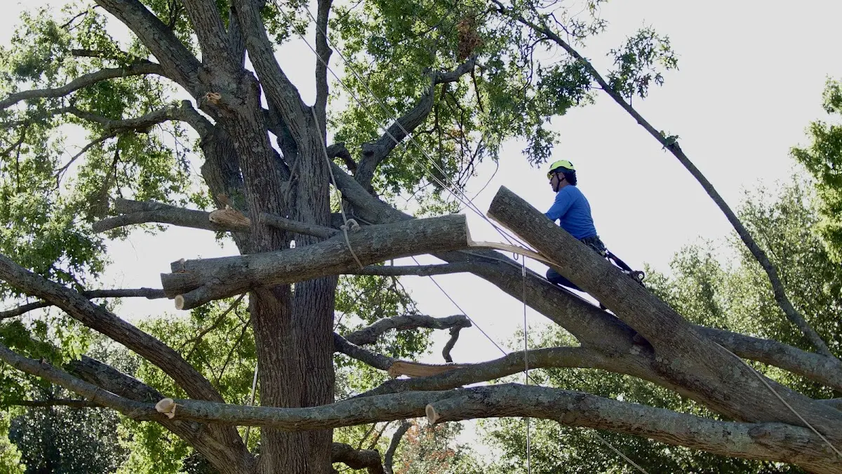Professional Crown Thinning performed by certified arborists in Palmyra